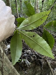 Pseudoweinmannia lachnocarpa