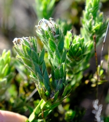 Aspalathus aspalathoides