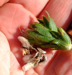 Aspalathus aspalathoides