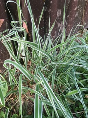 Phalaris arundinacea picta