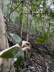 Pseudoweinmannia lachnocarpa