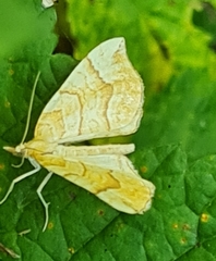 Eulithis mellinata