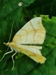 Eulithis mellinata