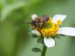 Megachile