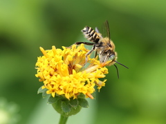 Megachile