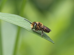 Megachile