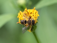 Megachile