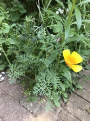 Eschscholzia californica