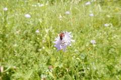 Andrena hattorfiana