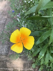 Eschscholzia californica