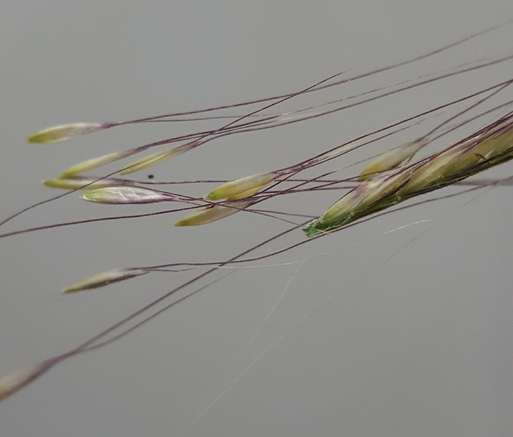 (c) François Rousseu, certains droits réservés (CC BY-NC) https://www.inaturalist.org/observations/84676096