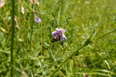 Andrena hattorfiana