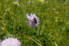Andrena hattorfiana