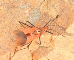 Galaesus hasticornis