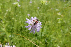 Andrena hattorfiana