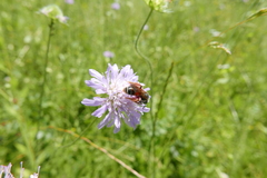 Andrena hattorfiana