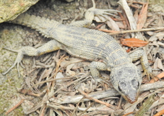 Pseudocordylus microlepidotus microlepidotus