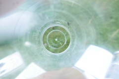 Pipunculidae