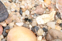 Lionychus quadrillum