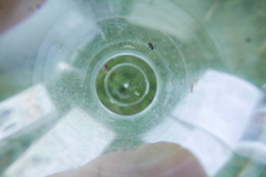 Pipunculidae