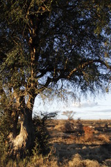 Xanthocercis zambesiaca