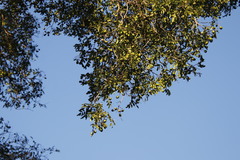 Xanthocercis zambesiaca