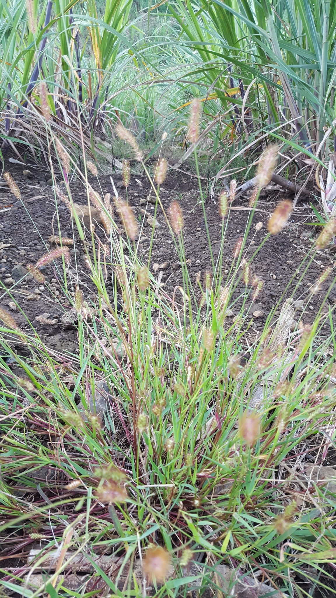 (c) François Rousseu, certains droits réservés (CC BY-NC) https://www.inaturalist.org/observations/84676294