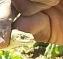 Malpolon monspessulanus
