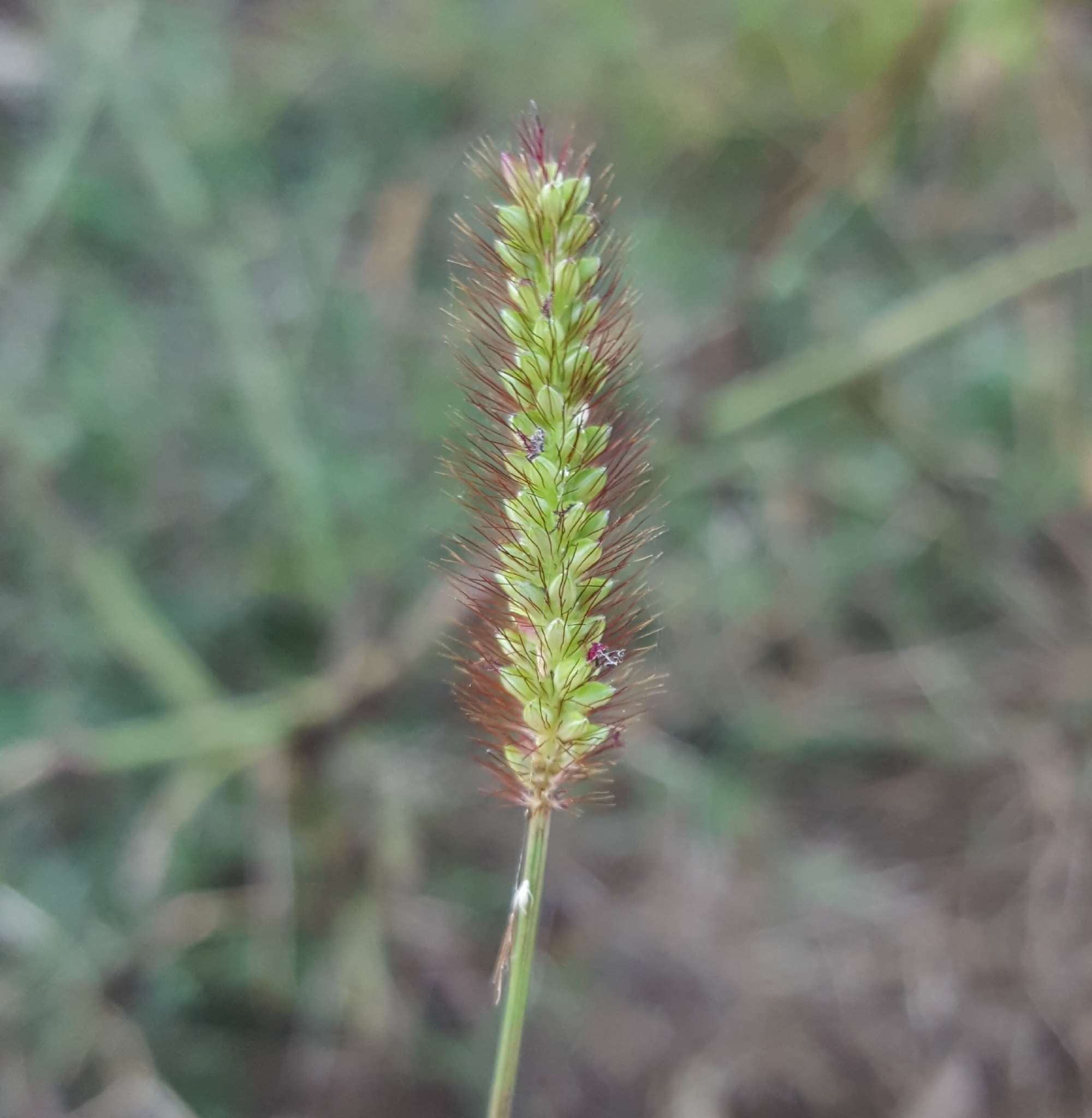 (c) François Rousseu, certains droits réservés (CC BY-NC) https://www.inaturalist.org/observations/84676294