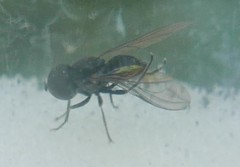 Pipunculidae