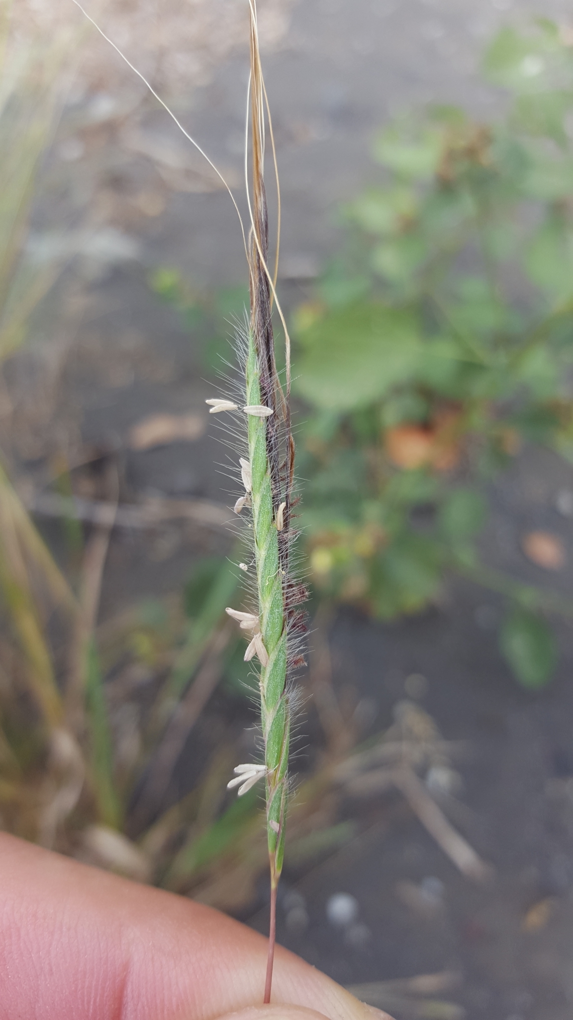 (c) François Rousseu, certains droits réservés (CC BY-NC) https://www.inaturalist.org/observations/84676344