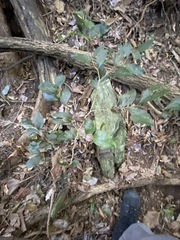 Cupaniopsis newmanii