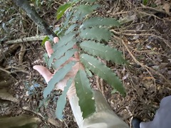 Cupaniopsis newmanii