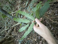 Cupaniopsis newmanii