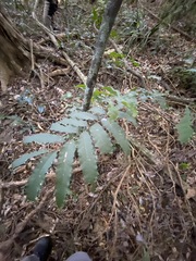 Cupaniopsis newmanii