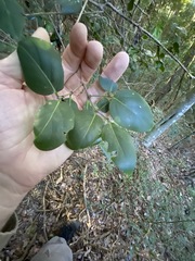 Psydrax lamprophylla