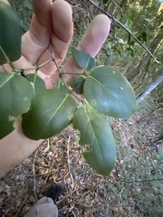 Psydrax lamprophylla