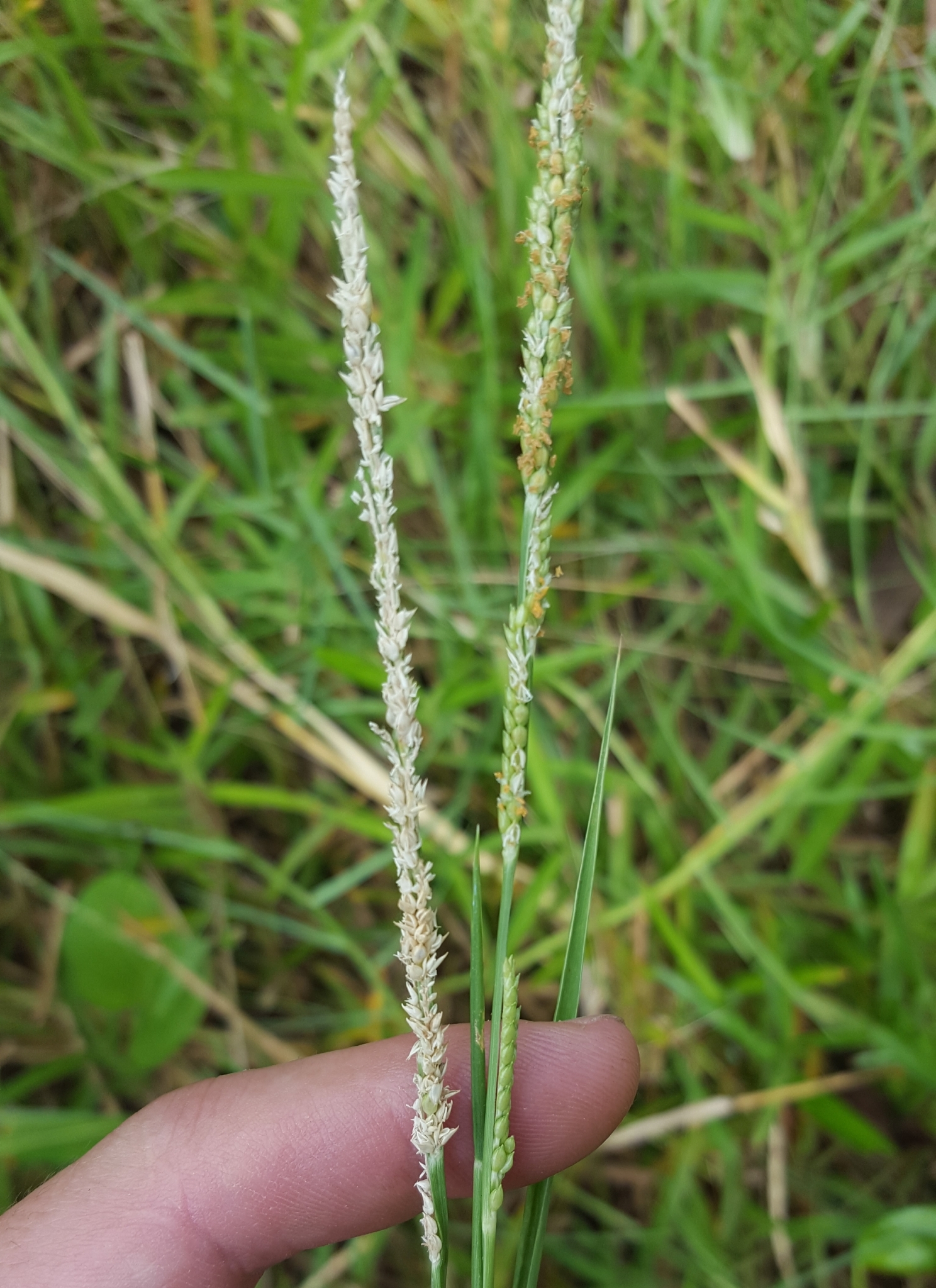 (c) François Rousseu, certains droits réservés (CC BY-NC) https://www.inaturalist.org/observations/84676390