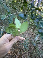 Psydrax lamprophylla