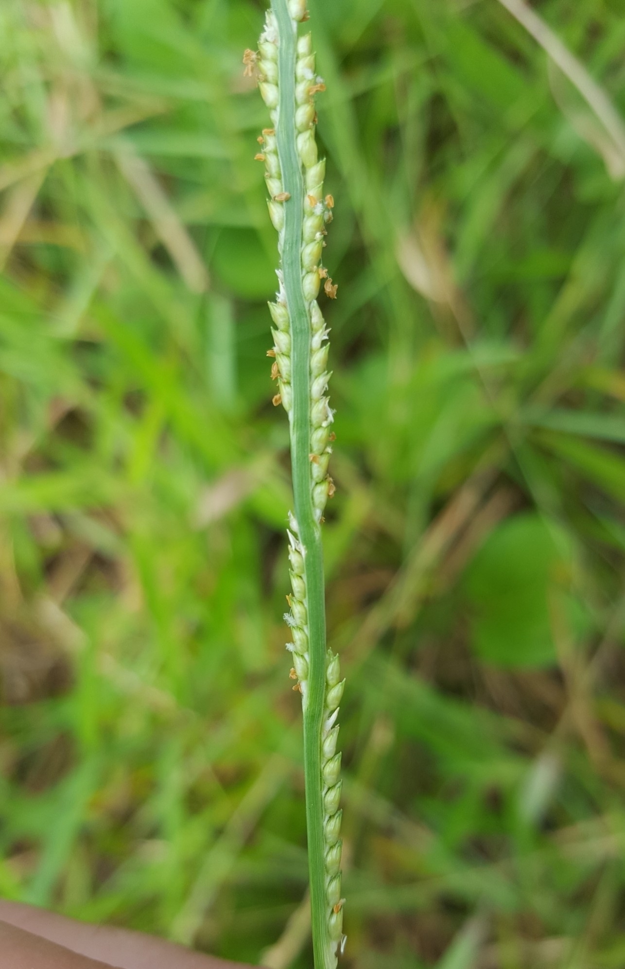 (c) François Rousseu, certains droits réservés (CC BY-NC) https://www.inaturalist.org/observations/84676390