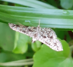 Nausinoe