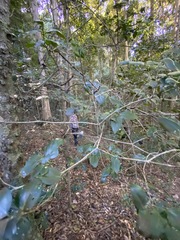 Psydrax lamprophylla