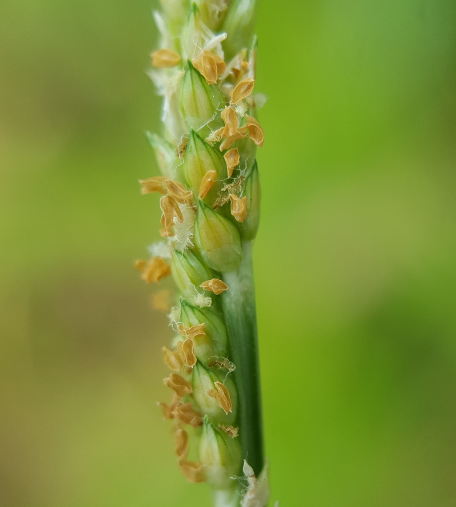 Egyptian Panicgrass