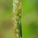 Egyptian Panicgrass - Photo (c) François Rousseu, some rights reserved (CC BY-NC), uploaded by François Rousseu