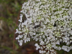 Variimorda villosa