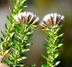 Metalasia umbelliformis