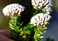 Metalasia umbelliformis