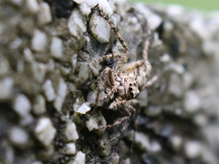 Phaeacius malayensis