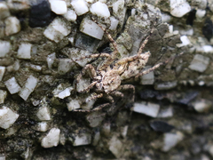 Phaeacius malayensis