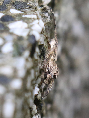 Phaeacius malayensis